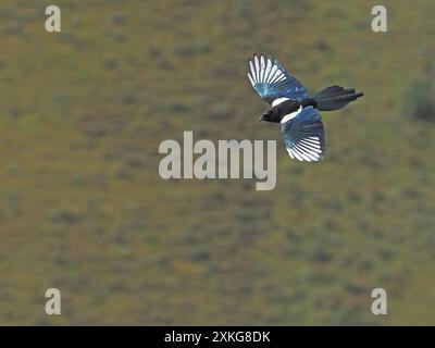 Schwarze Elster, Himalaya-Elster (Pica bottanensis), im Flug, China, Qinghai, tibetisches Plateau Stockfoto