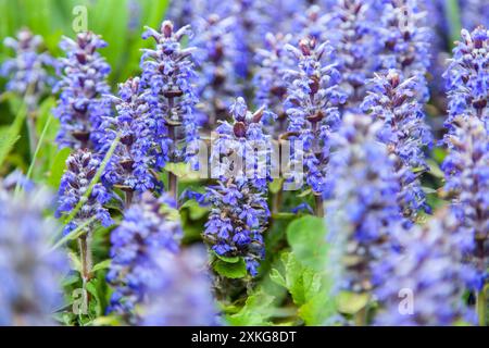 Gemeinsamen Signalhorn, Creeping Bugleweed (Ajuga Reptans), blühen, Deutschland Stockfoto