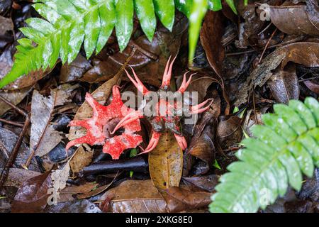 Anemone Stinkhorn, Seemonenpilz, Seesternpilz (Azeroe rubra), un a Laubwald, USA, Hawaii, Waipio Vally, Big Island Stockfoto