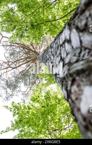 Schottenkiefer, Schottenkiefer (Pinus sylvestris), Blick von unten auf die Baumkrone, Deutschland Stockfoto