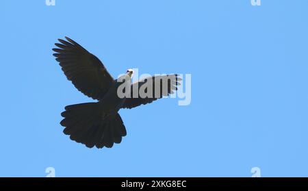 Sula Kuckuckstaube (Turacoena sulaensis), im Flug, Indonesien, Sulawesi, Taliabu-Insel Stockfoto