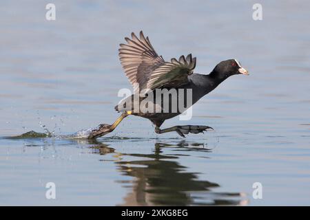 Fulica atra (Fulica atra), läuft über Wasser, Italien, Toskana, Stagno di Pere Stockfoto