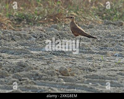 Australische Pratincole (Stiltia isabella), wintergefiedert, stehend auf dem Boden, Indonesien, Bandasee Stockfoto