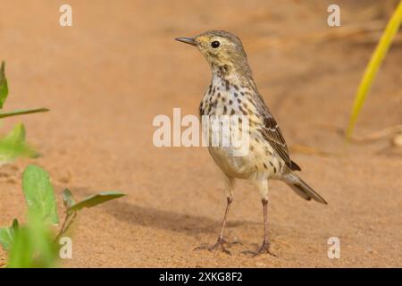 Asiatische Buff-Buff-Bäuche Pipit, Sibirische Buff-Bäuche Pipit (Anthus rubescens japonicus), sitzt auf dem Boden, Kuwait, Al Abraq Stockfoto