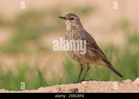 Östliche Wassergrube (Anthus spinoletta coutellii, Anthus coutellii), auf dem Boden sitzend, Kuwait, Al Abraq Stockfoto