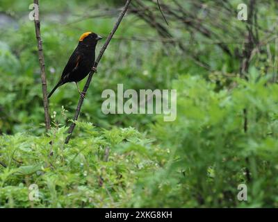 goldnappenfinke (Pyrrhoplectes epauletta), männlich auf einem Ast stehend, Seitenansicht, Indien Stockfoto