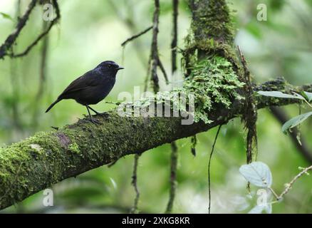 Glänzende Pfeifdrossel, Sumatra Pfeifdrossel (Myophonus melanurus), sitzt auf einem Zweig und ist sein natürlicher Lebensraum subtropisch oder tropisch feucht Stockfoto