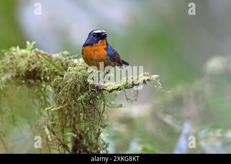 Dickschnäpper, Schneeräumer (Ficedula hyperythra), männlich sitzend auf einem Ast, Indonesien Stockfoto