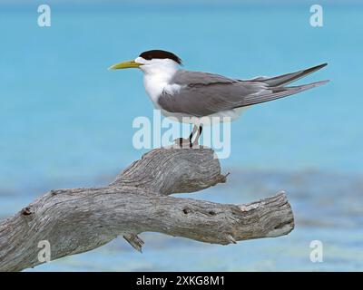 Seeschwalben (Thalasseus bergii, Sterna bergii), auf totem Wald am Strand, Französisch-Polynesien Stockfoto