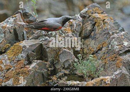Wallkriecher (Tichodroma muraria), männlicher Stehalarm auf Felsen, Seitenansicht, Mongolei Stockfoto