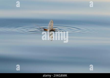 Ephemera vulgata, auf einer Wasseroberfläche, Seitenansicht, Deutschland Stockfoto