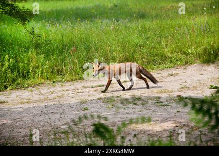 Rotfuchs (Vulpes vulpes), der auf einer Landstraße läuft, Deutschland Stockfoto