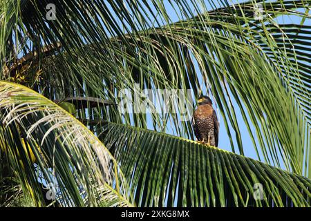 Sulawesi Schlangenadler (Spilornis rufipectus), sitzt auf einer hohen Palme, Indonesien, Sulawesi, Togische Inseln Stockfoto