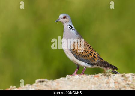 Schildkrötentaube, europäische Schildkrötentaube (Streptopelia turtur), Porträt in voller Länge, Seitenansicht, Italien, Toskana Stockfoto