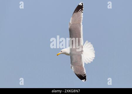 Baraba Gull (Larus cachinnans barabensis, Larus barabensis), im Flug von oben, Kuwait, Sharq Harbour Stockfoto