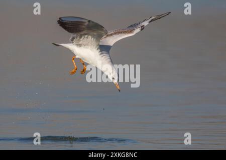 Schwarzkopfmöwe (Larus ridibundus, Chroicocephalus ridibundus), fliegt aus dem Wasser, im Wintergefieder, Italien, Toskana Stockfoto