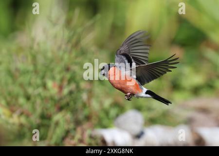 Bullfinch, Eurasischer Bullfinch, Nordbullfink (Pyrrhula pyrrhula), männliche Landung an einem Bach, Deutschland, Mecklenburg-Vorpommern Stockfoto