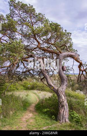 Schottenkiefer, Schottenkiefer (Pinus sylvestris), schiefer Kiefer am Wegesrand, Deutschland, Nordrhein-Westfalen Stockfoto