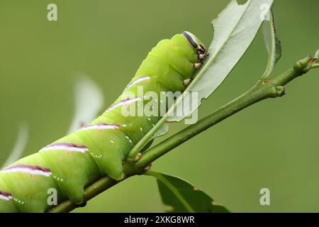 Falkenmotte, Falkenmotte (Sphinx ligustri), parasitisierte raupe, Seitenansicht, Deutschland, Mecklenburg-Vorpommern Stockfoto