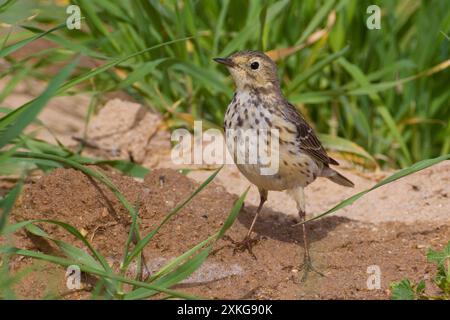 Asiatische Buff-bauchige Pipit, Sibirische Buff-bauchige Pipit (Anthus rubescens japonicus), auf dem Boden thronend, Kuwait Stockfoto