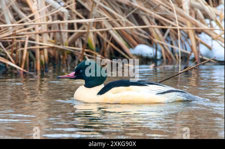 Gänsehahn (Mergus merganser), Schwimmen auf einem See, Niederlande Stockfoto