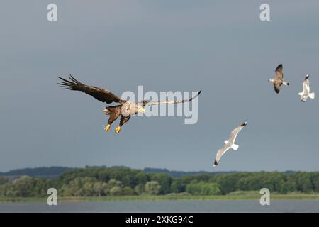 Seeadler (Haliaeetus albicilla), im Jagdflug, fliegende Möwen im Hintergrund, Deutschland, Mecklenburg-Vorpommern, Malchiner SE Stockfoto