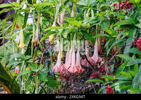 Rote Engelstrompete (Brugmansia sanguinea, Datura sanguinea), blühend, USA, Hawaii, Konarak Stockfoto