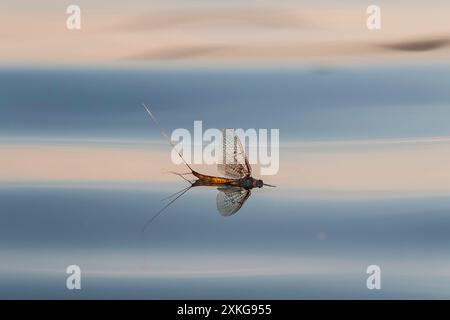 Ephemera vulgata, auf einer Wasseroberfläche, Seitenansicht, Deutschland Stockfoto