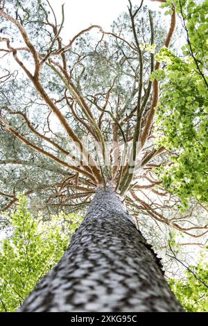 Schottenkiefer, Schottenkiefer (Pinus sylvestris), Blick von unten auf die Baumkrone, Deutschland Stockfoto