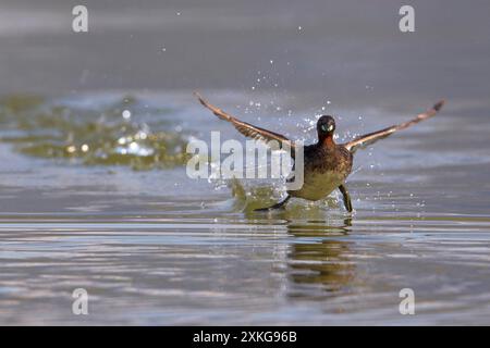 Kleiner Grebe (Podiceps ruficollis, Tachybaptus ruficollis), in einem Sommergefieder, der über das Wasser läuft, Italien, Toskana Stockfoto