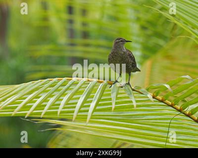 Tuamotu Sandpiper (Prosobonia parvirostris), auf einem Blatt sitzend, Französisch-Polynesien Stockfoto