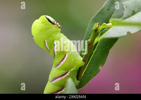 Falkenmotte, Falkenmotte (Sphinx ligustri), parasitisierte raupe, Seitenansicht, Deutschland, Mecklenburg-Vorpommern Stockfoto