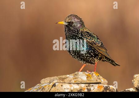 Gemeiner Starling, europäischer Starling, Starling (Sturnus vulgaris), auf einem lichtechten Felsen, Seitenansicht, Italien, Toskana Stockfoto