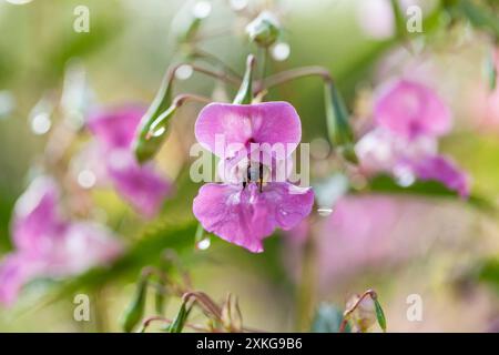 Himalaya-Balsam, indischer Balsam, rotes Juwelweed, Zierschmuck, Polizistenhelm (Impatiens glandulifera), Blume mit Honigbiene, Deutschland Stockfoto