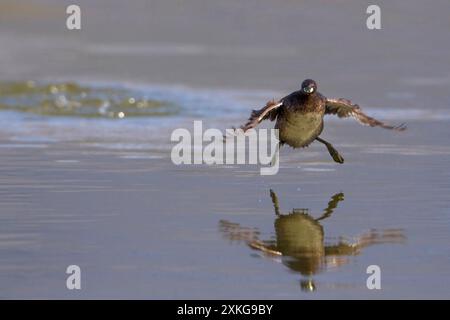 Kleiner Grebe (Podiceps ruficollis, Tachybaptus ruficollis), in einem Sommergefieder, Land im Wasser, Italien, Toskana Stockfoto