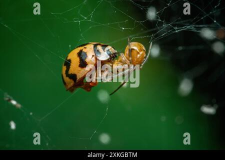 Eine gewöhnliche Hausspinne (parasteatoda tepidariorum) mit Beute, Insektenfoto und schwarzem Hintergrund. Stockfoto