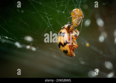 Eine gewöhnliche Hausspinne (parasteatoda tepidariorum) mit Beute, Insektenfoto und schwarzem Hintergrund. Stockfoto