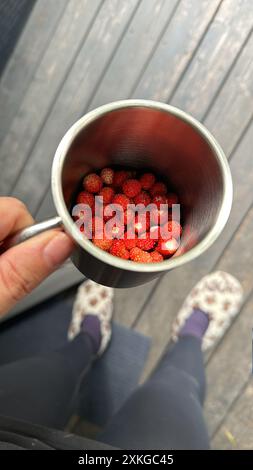 Frauen halten die Metallbecher mit wilden Erdbeeren auf hölzernem Hintergrund. Hochwertige Fotos Stockfoto