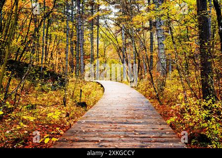 Holzsteg durch den Herbstwald. Wunderschöne Landschaft Stockfoto