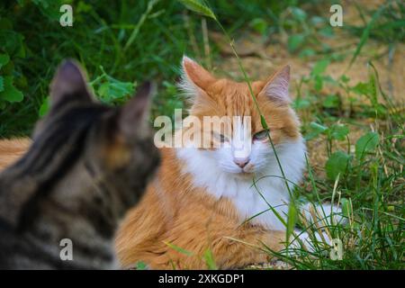 Zwei niedliche Katzen genießen friedlich einen ruhigen Moment in der grünen, grasbewachsenen Natur Stockfoto