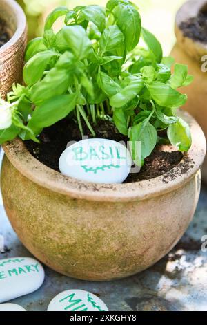 Nahaufnahme einer lebendigen Basilikumpflanze, die in einem Tontopf wächst und mit einem beschrifteten Stein markiert ist. Ideal für Gartenarbeit, Kräuter und Pflanzenpflege. Stockfoto