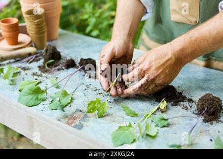 Nahaufnahme der Hände eines Gärtners, der junge Setzlinge in Töpfen auf einem Tisch im Freien pflanzt. Gartenwerkzeuge und Töpfe sind sichtbar. Stockfoto