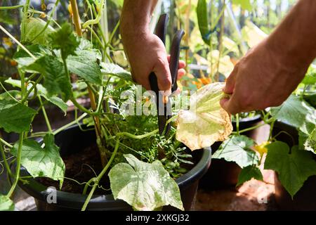 Nahaufnahme der Hände, die eine Pflanze in einem Gemüsegarten beschneiden, wobei das gesunde Wachstum und die Pflege im Garten betont werden. Stockfoto