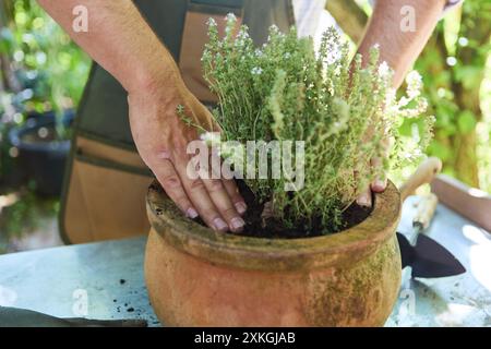 Nahaufnahme der Hände, die Thymian vorsichtig in einen rustikalen Topf Pflanzen, wobei die Techniken der Gartenarbeit und der pflegende Aspekt der Gartenarbeit im Freien vorgestellt werden. Stockfoto