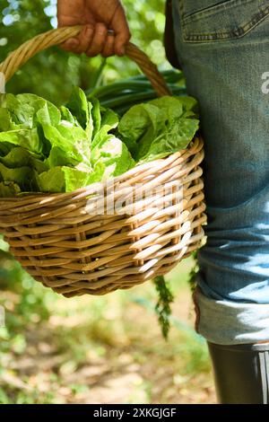 Ein Gärtner in Jeans mit einem Korb, der mit frisch geerntetem Salat gefüllt ist. Das Bild zeigt die Essenz der Bio-Gartenarbeit und -Heilung Stockfoto