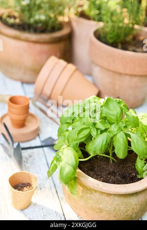 Basilikum und verschiedene Kräuter, die in Terrakotta-Töpfen gepflanzt sind, sowie kleine Gartengeräte, die eine Gartenszene auf einer Holzoberfläche darstellen. Stockfoto