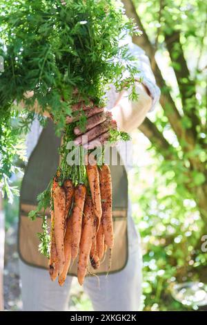 Die Hände eines Bauern halten an einem sonnigen Tag einen großen Haufen frisch geernteter Karotten mit Grün vor einem üppigen Gartenhintergrund. Stockfoto