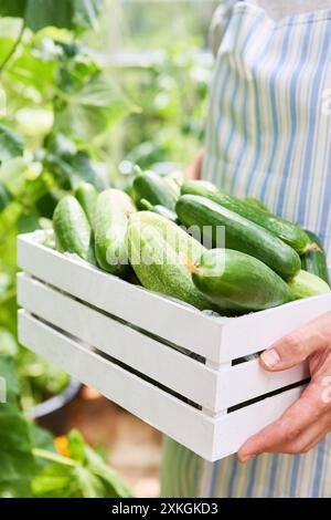 Ein Gärtner mit einer weißen Kiste gefüllt mit frisch geernteten Gurken in einem üppig grünen Garten. Konzept für Bio- und Eigenanbau. Stockfoto