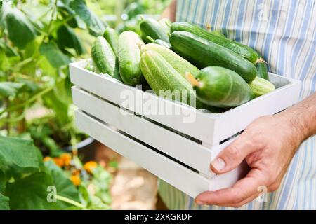Nahaufnahme eines Gärtners mit weißer Kiste gefüllt mit frisch gepflückten Gurken in einem üppigen Gemüsegarten an einem sonnigen Tag. Stockfoto