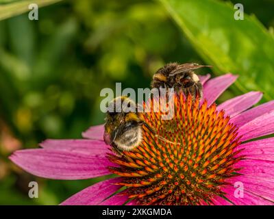 Nahaufnahme von Hummeln, die Echinacea-Blüten bestäuben Stockfoto